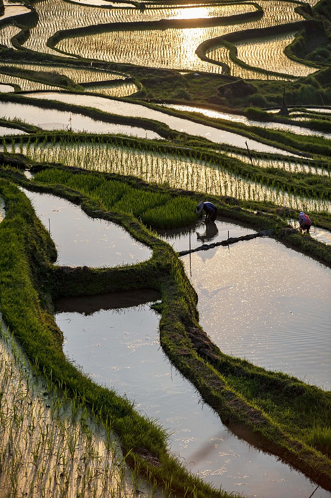 Farmers work in the fields of a village in southwest China's Guizhou Province on May 26, 2026. /VCG