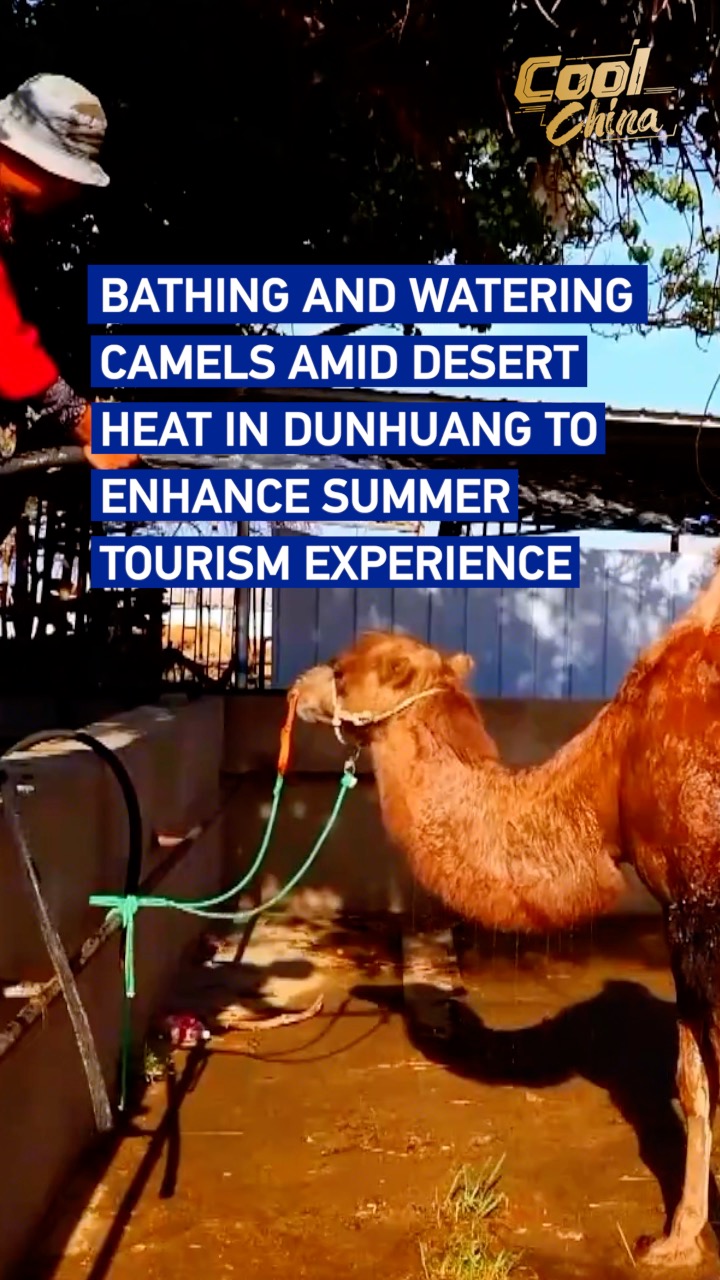 Bathing and watering camels amid desert heat in Dunhuang