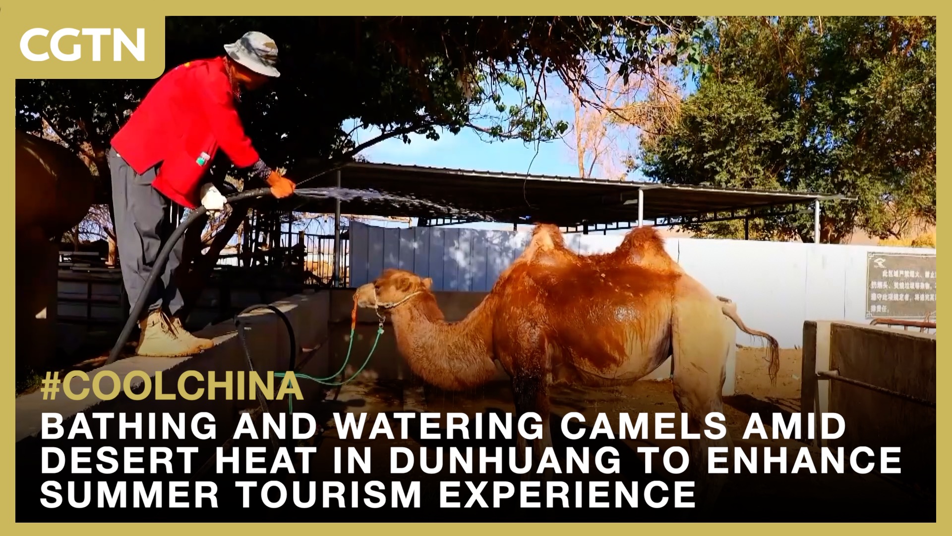 Bathing and watering camels amid desert heat in Dunhuang