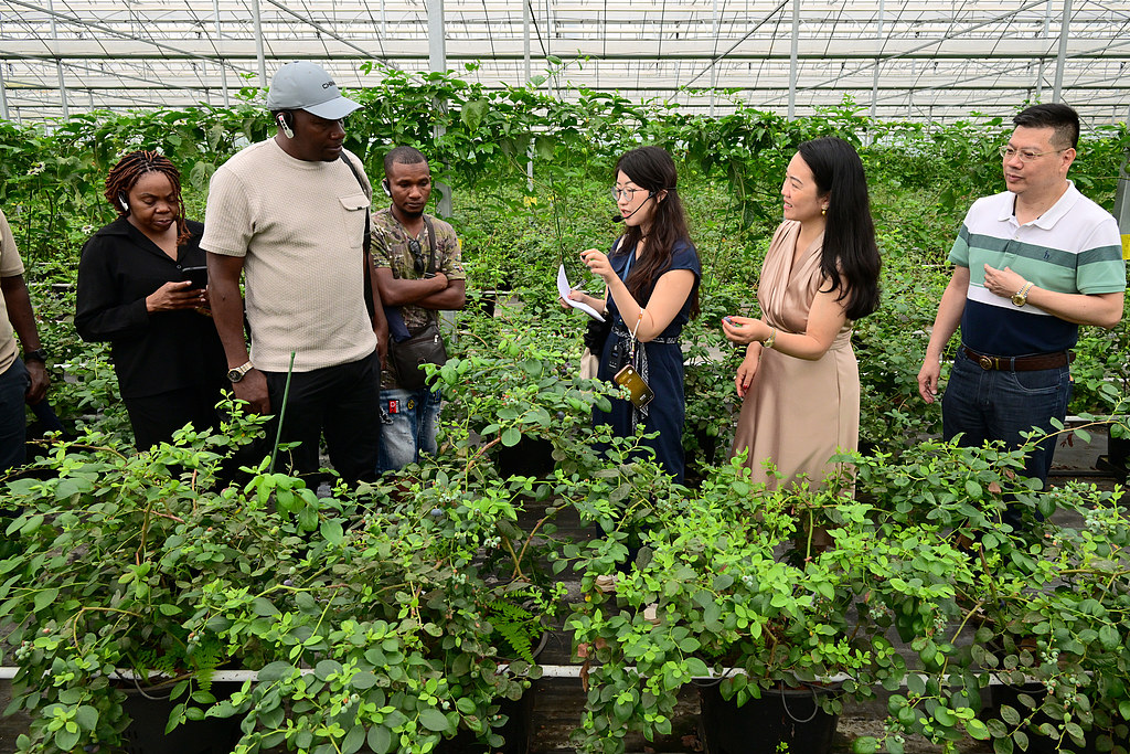 African scholars visit smart blueberry cultivation facilities and artificial intelligence-powered agricultural management technologies at an industrial park in Jinhua City, east China's Zhejiang Province, May 23, 2026. /CFP