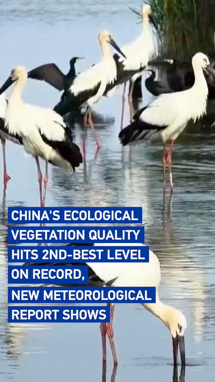 China's ecological vegetation quality hits 2nd-best level on record
