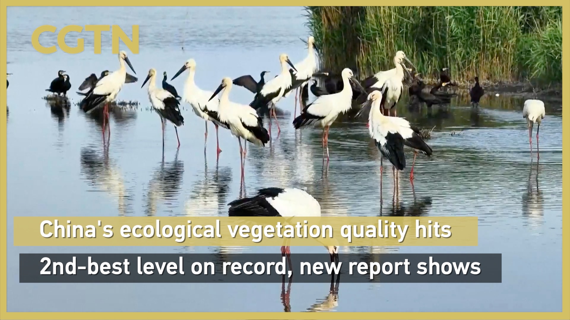 China's ecological vegetation quality hits 2nd-best level on record