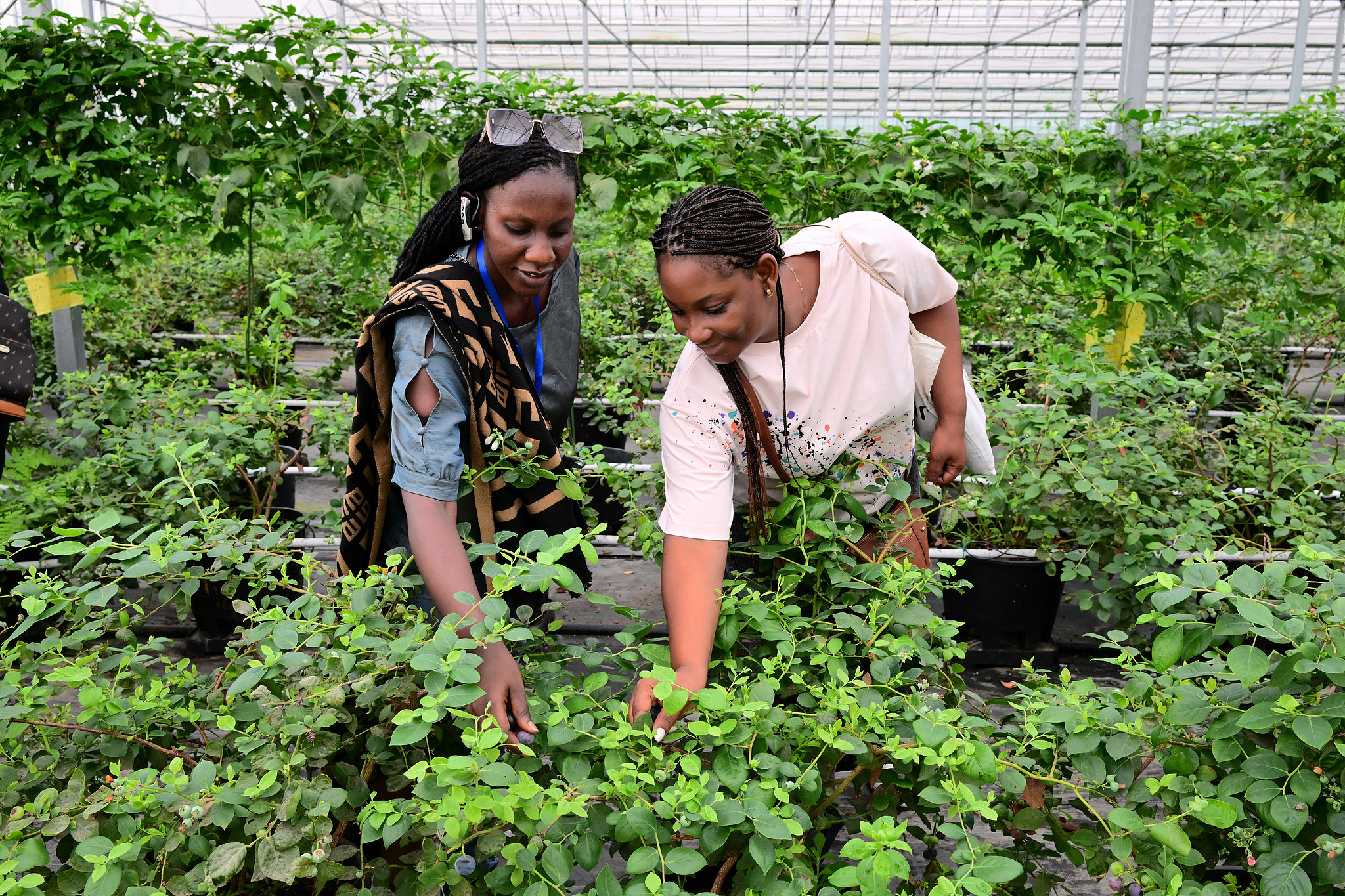 African scholars visit smart blueberry cultivation facilities and AI-powered farming technologies at an agricultural innovation park in Jinhua City, east China's Zhejiang Province, May 23, 2026. /VCG