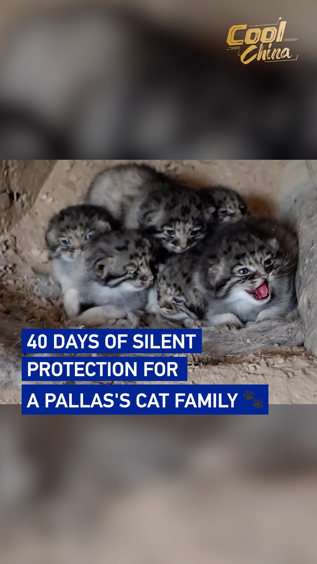 40 days of silent protection for a Pallas's cat family