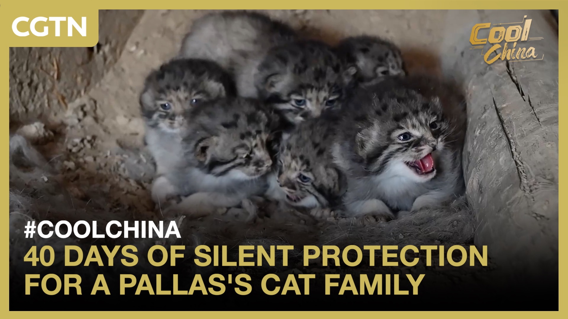 40 days of silent protection for a Pallas's cat family