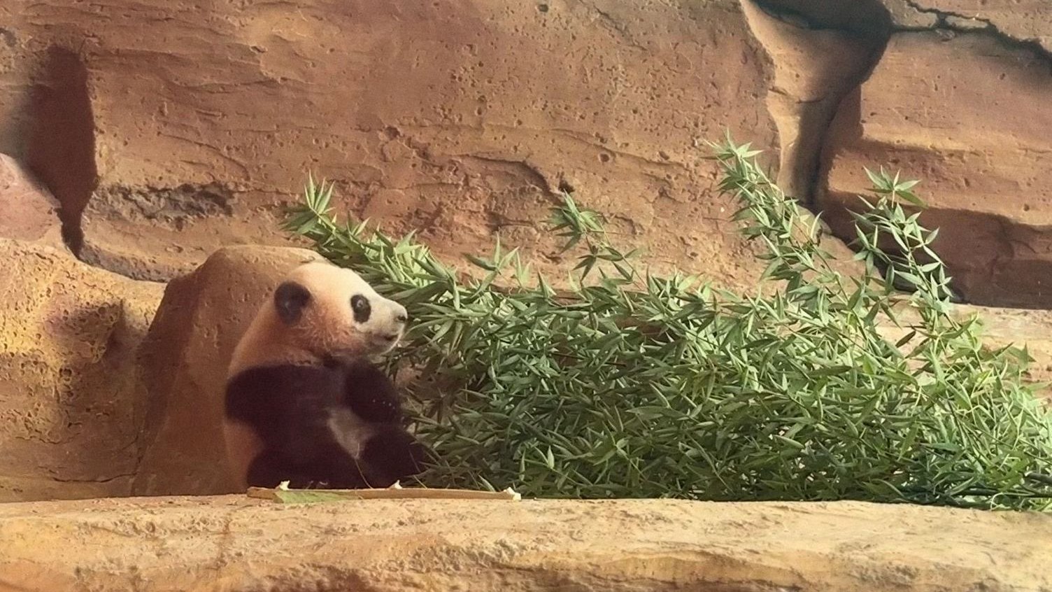 Indonesia-born giant panda cub, Rio. /CMG