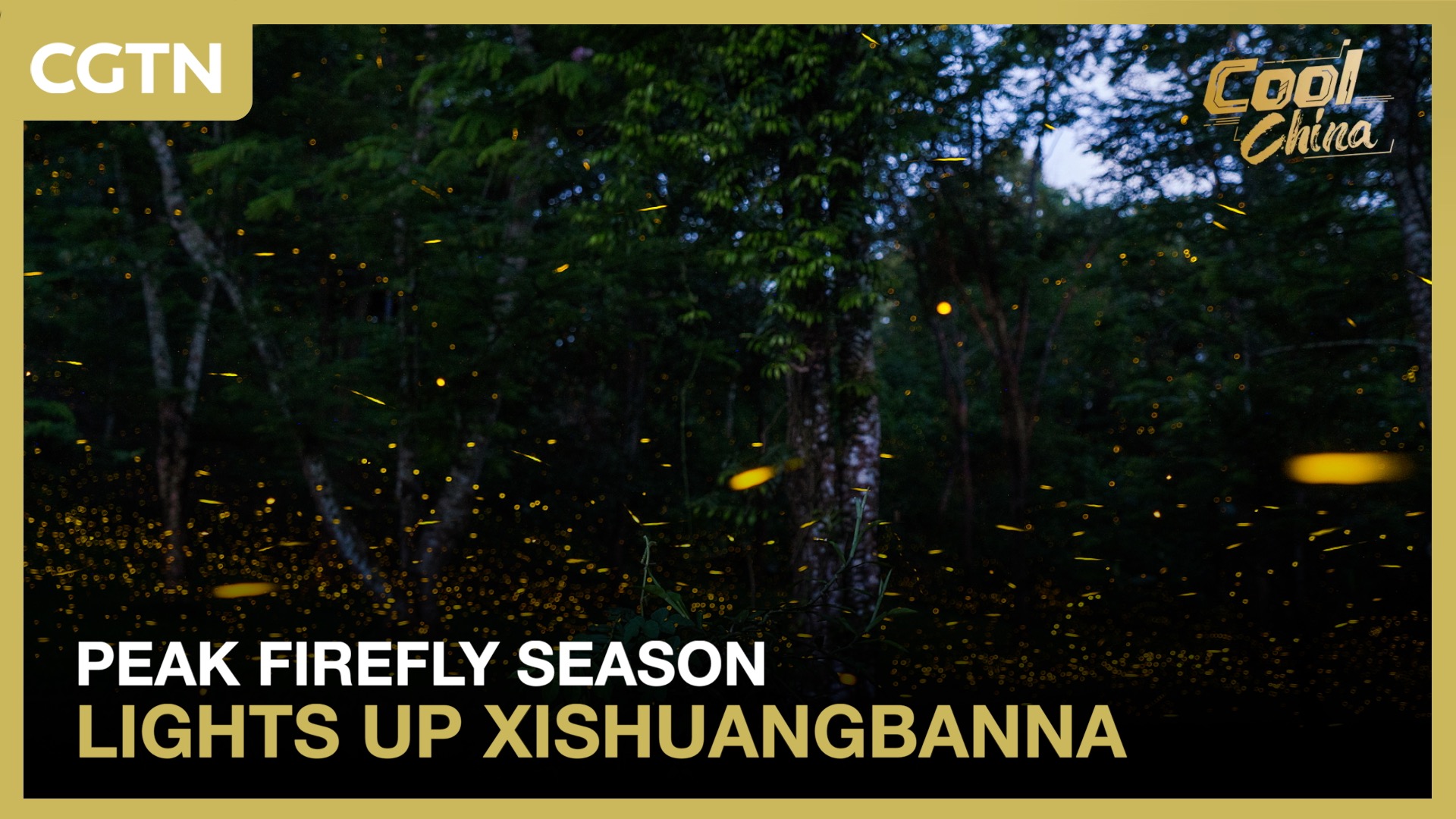 Peak firefly season lights up Xishuangbanna