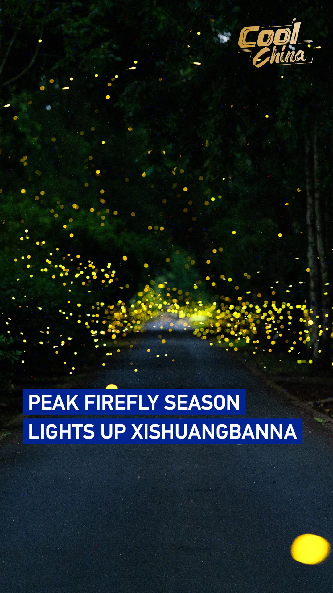 Peak firefly season lights up Xishuangbanna