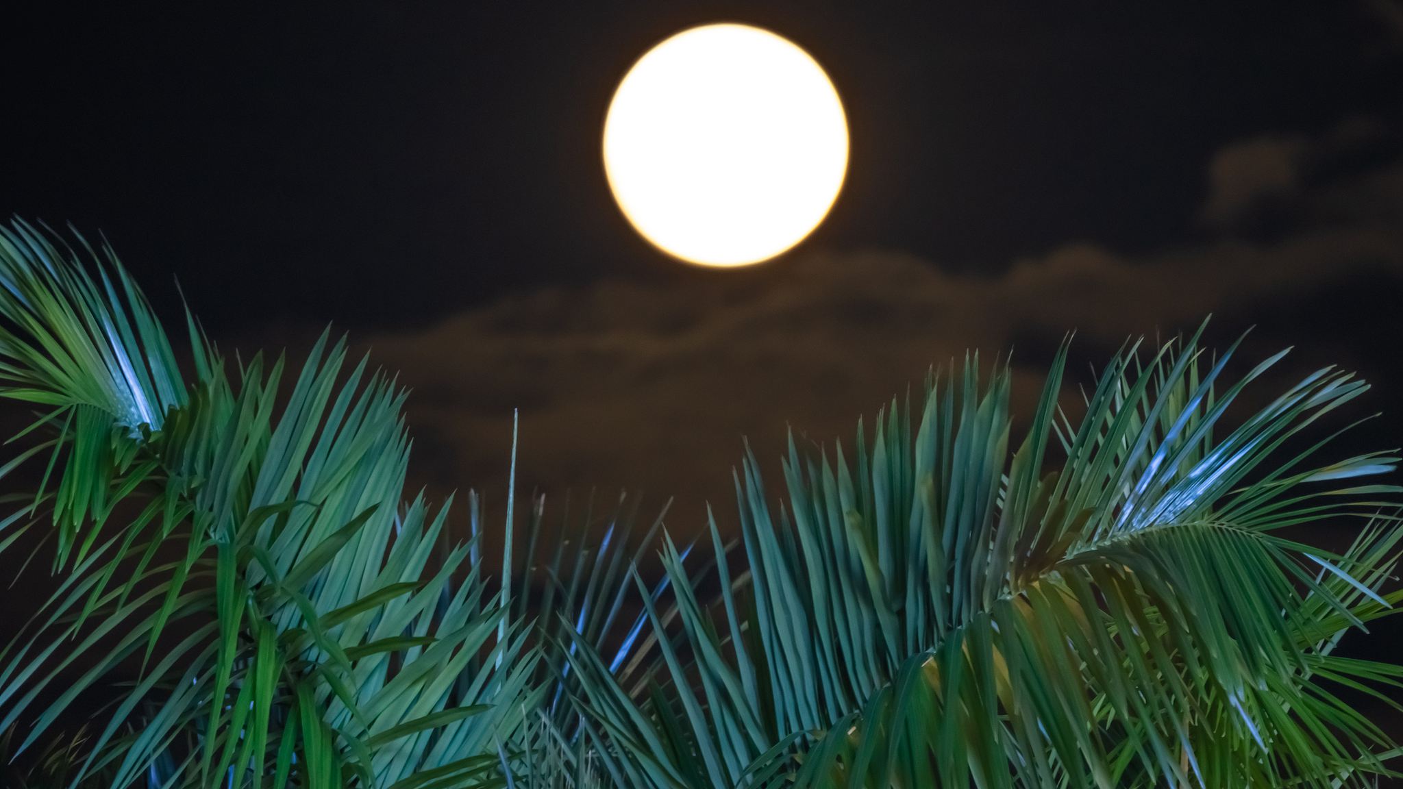 The full moon rises above palm trees in Shenzhen, Guangdong Province, China, May 31, 2026. /VCG