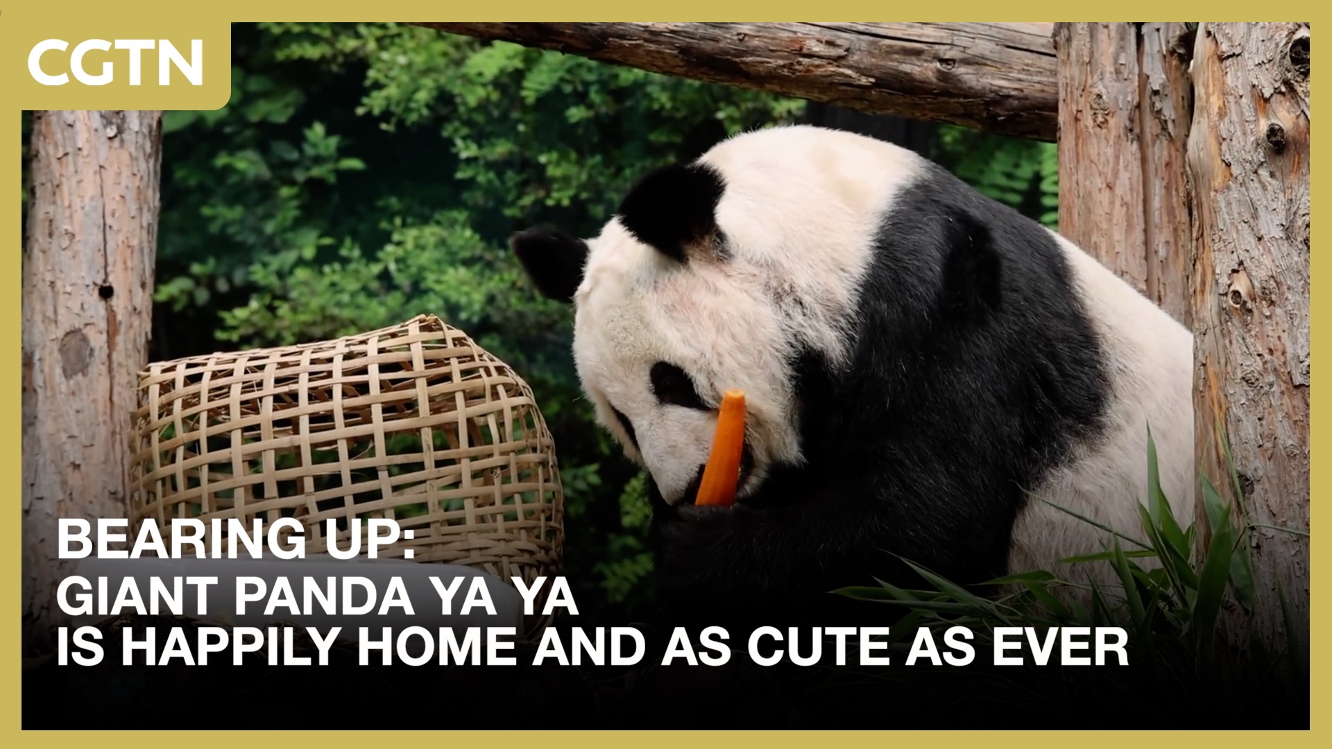 Bearing up: Giant panda Ya Ya is happily home and as cute as ever