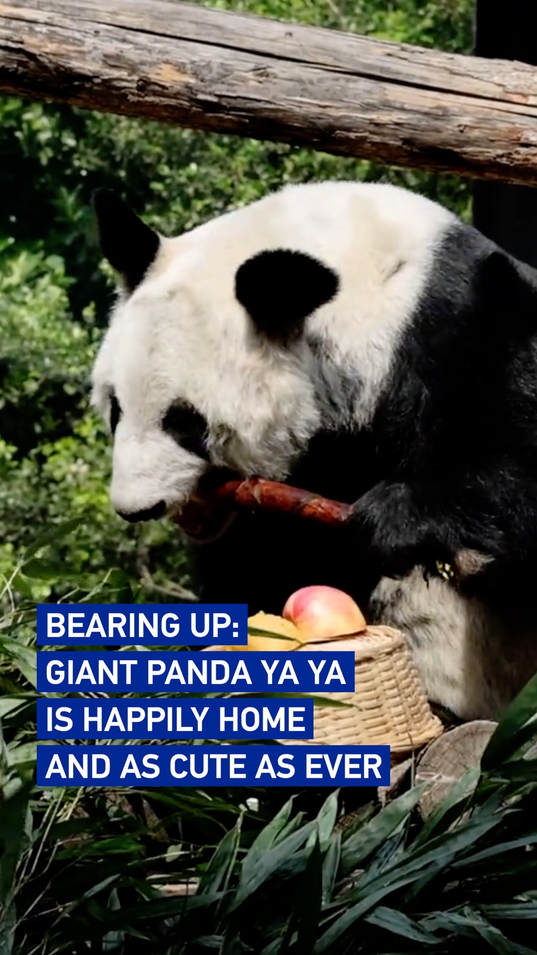 Bearing up: Giant panda Ya Ya is happily home and as cute as ever