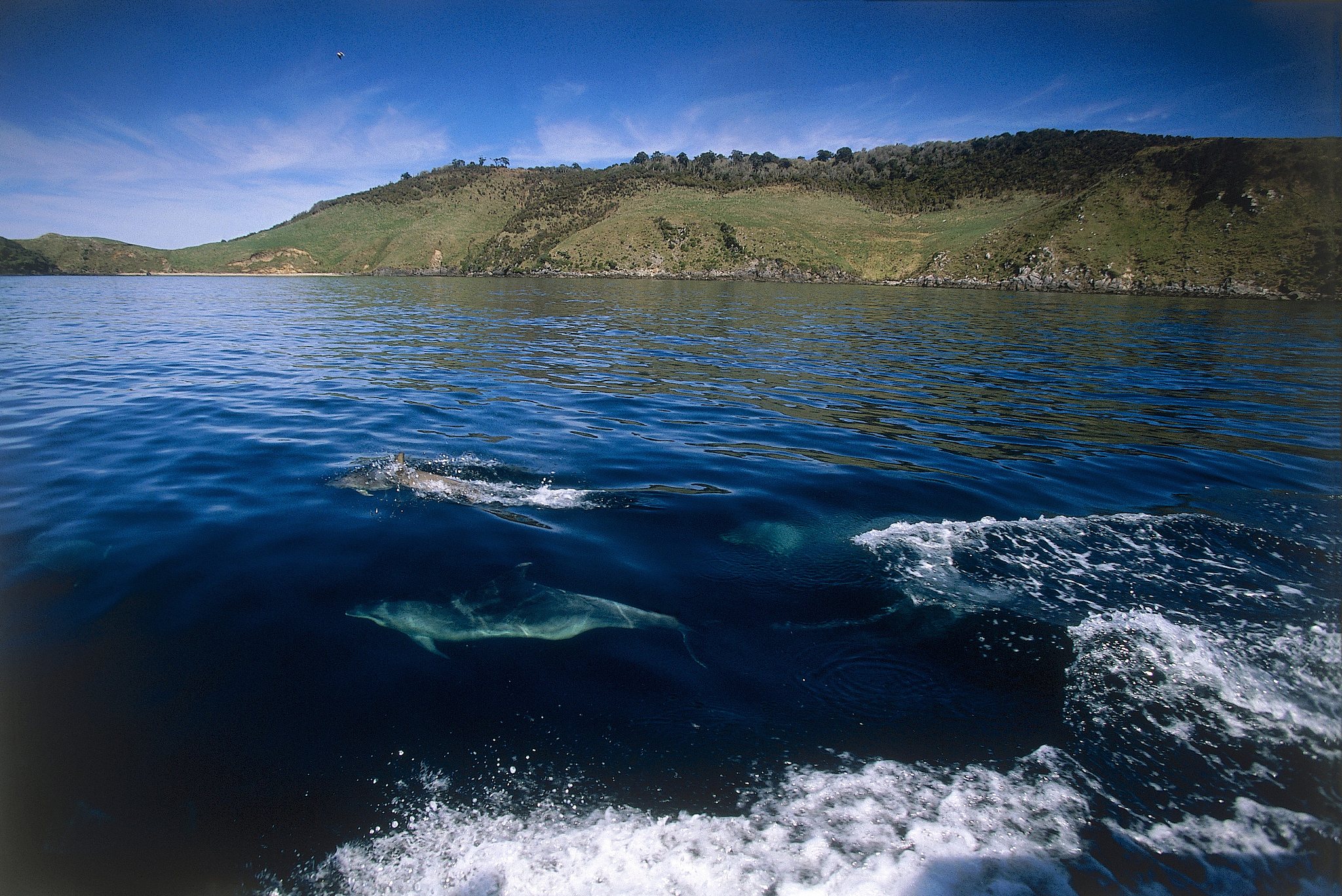 Bottlenose dolphins are seen near Stewart Island, New Zealand. /VCG