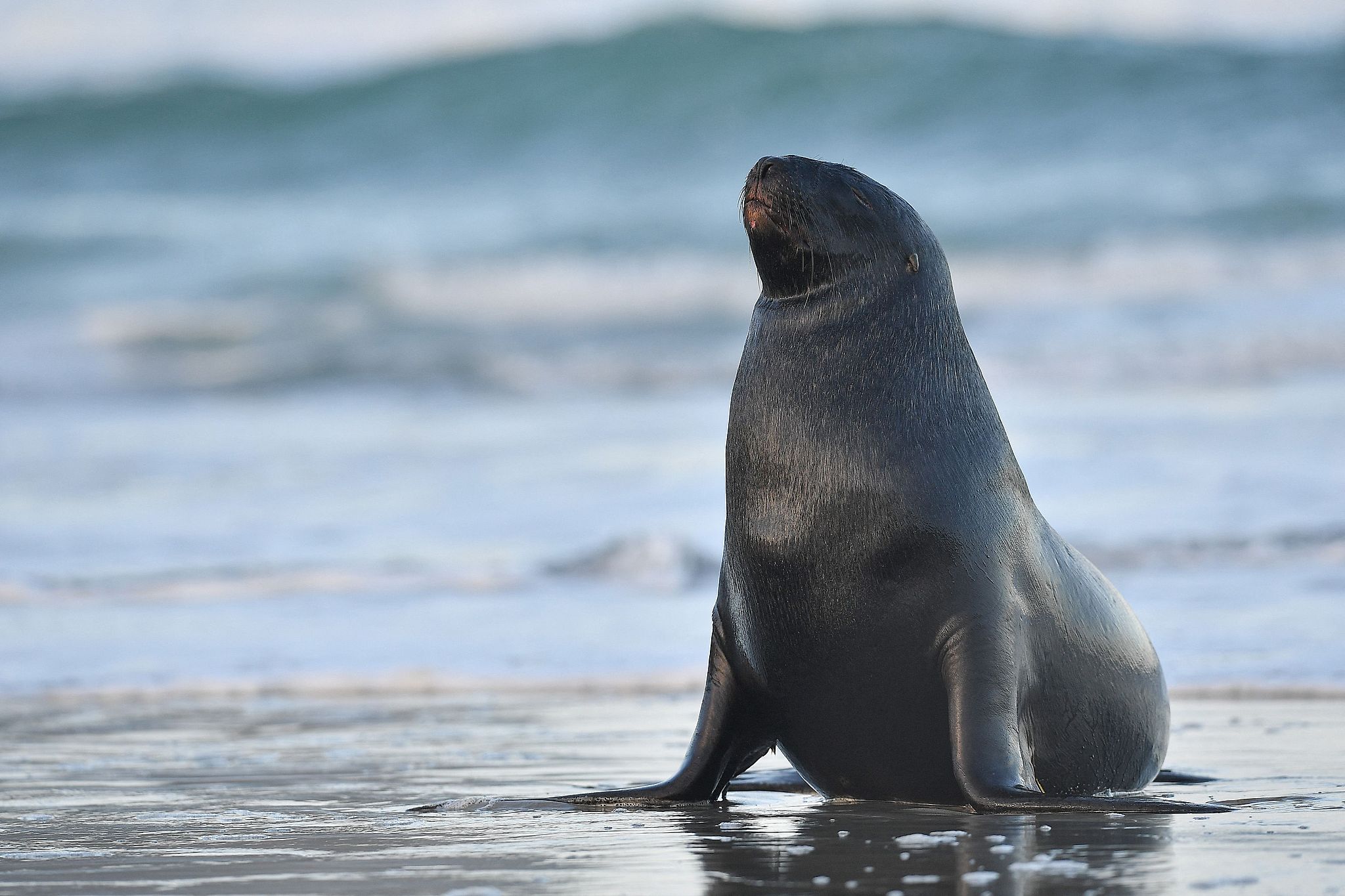 An endangered New Zealand sea lion rests on Sandfly Bay beach on the outskirts of Dunedin, New Zealand, July 6, 2024. /VCG