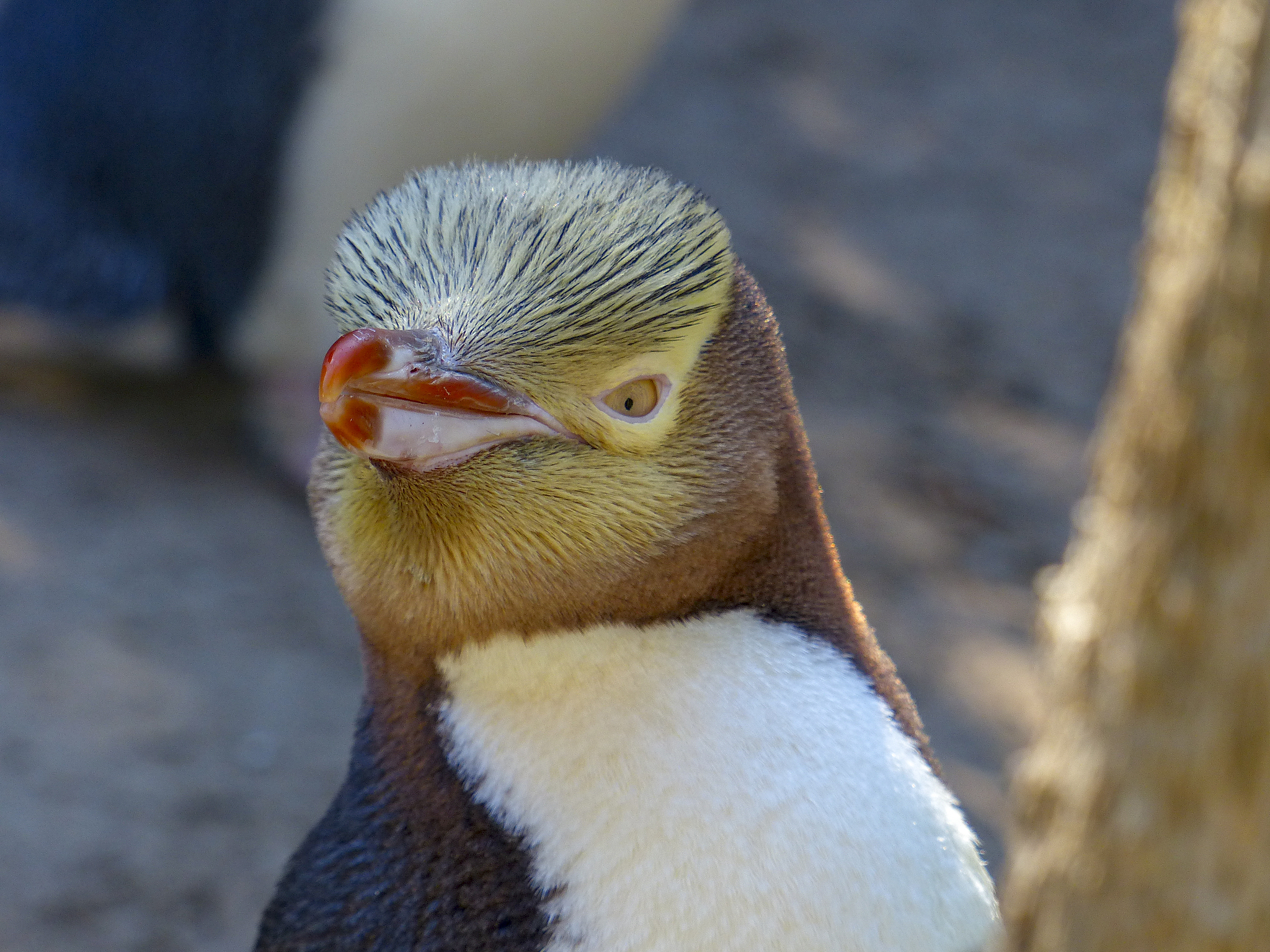 Close-shot of a yellow-eyed penguin. /VCG
