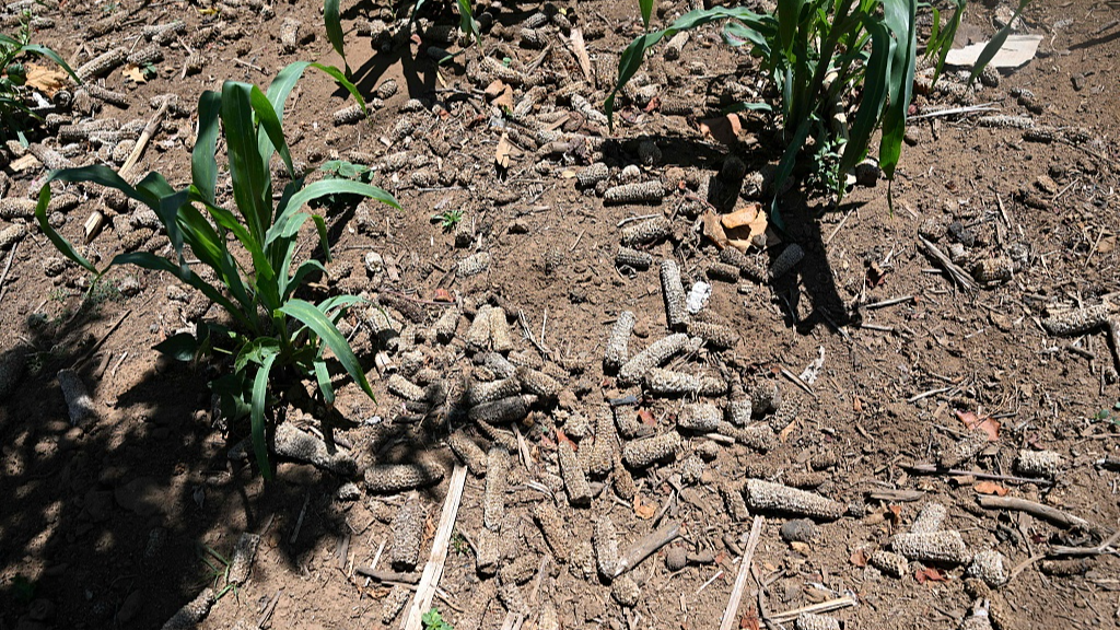 A view of a drought-affected corn plantation in the Xetzac community of Cunen, Quiche department, Guatemala, May 27, 2026. /VCG