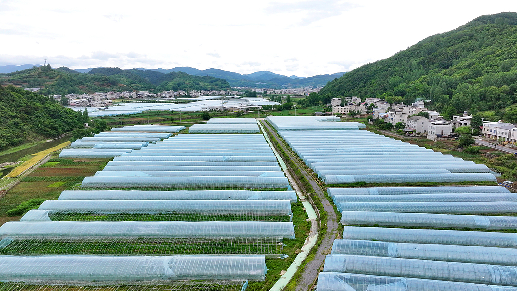 An aerial photo shows temperature-controlled greenhouses in Chiyan Village, Fangxian County, Shiyan City, Hubei Province, China, on May 17, 2026. /VCG
