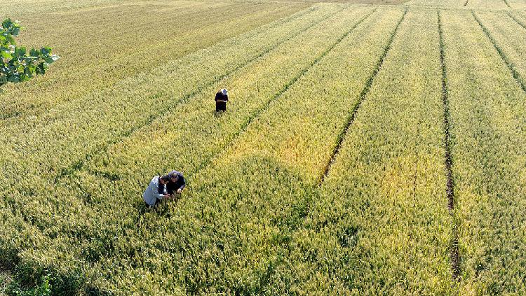 China steps up summer harvest efforts amid growing flood risks