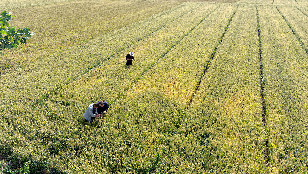 Villagers are checking the growth of wheat crops in a field, Handan City, north China's Hebei Province, May 21, 2026. /VCG