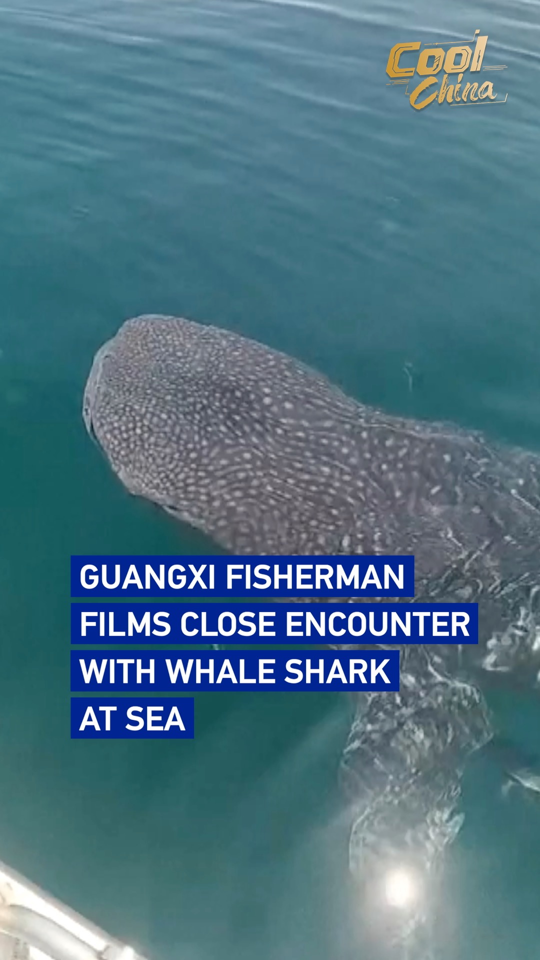 Guangxi fisherman films close encounter with whale shark at sea