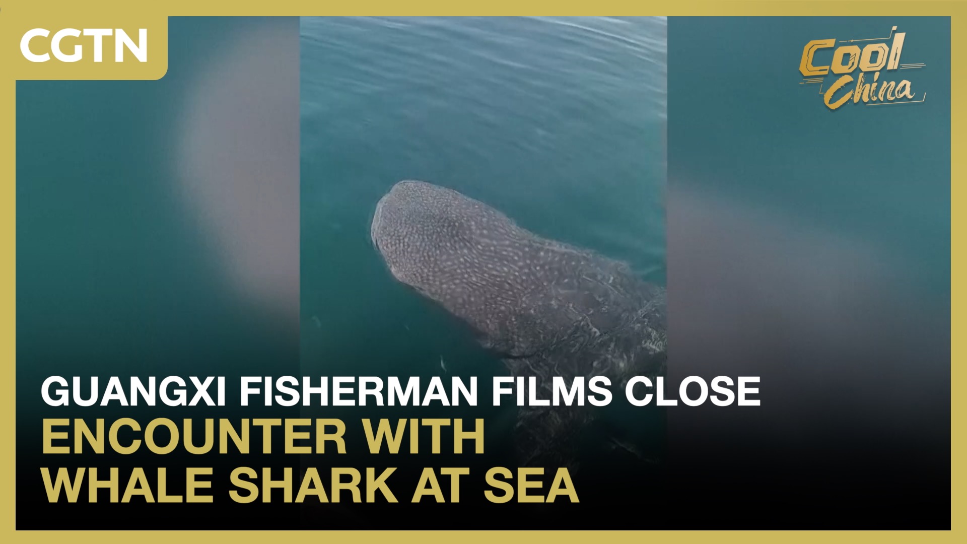 Guangxi fisherman films close encounter with whale shark at sea