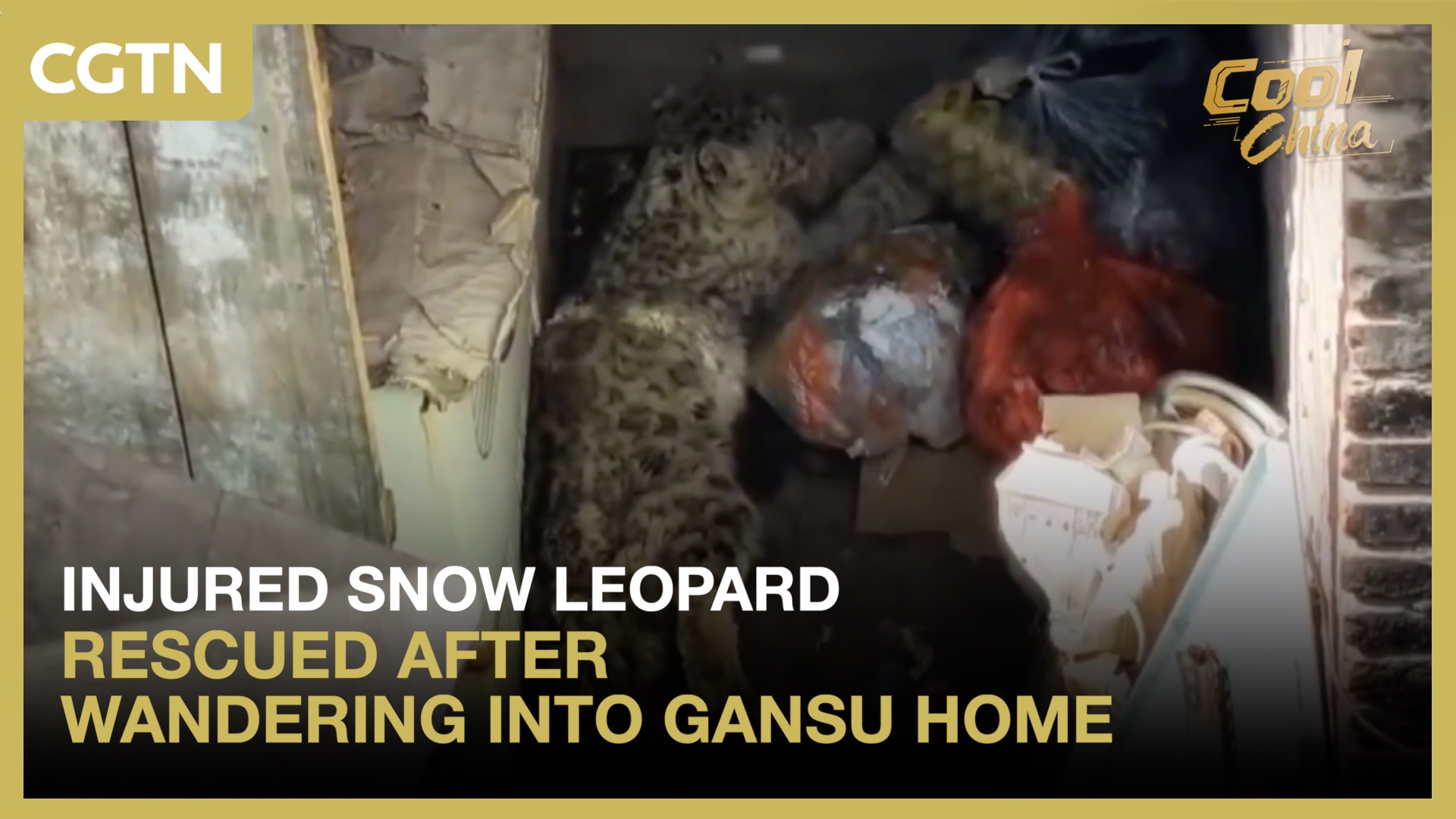 Injured snow leopard rescued after wandering into Gansu home