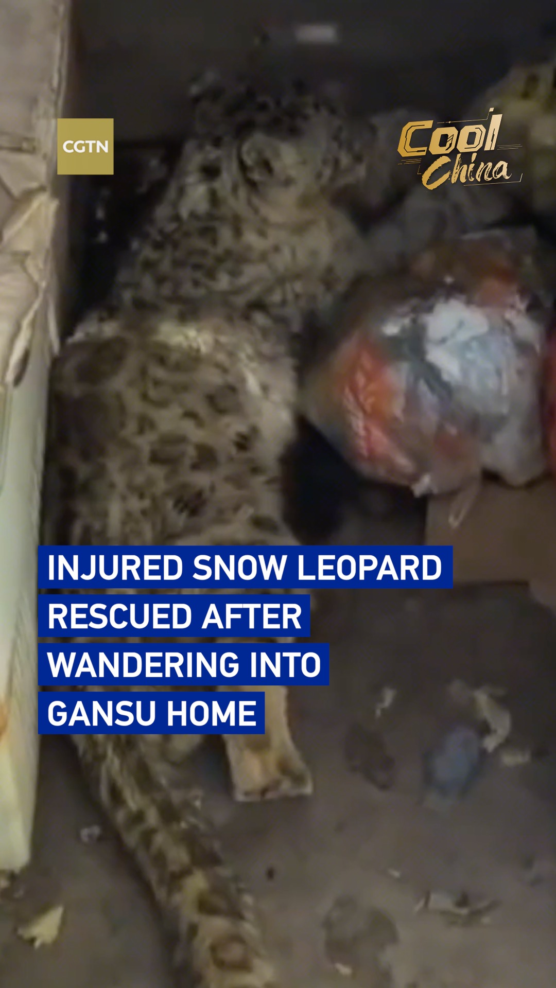 Injured snow leopard rescued after wandering into Gansu home