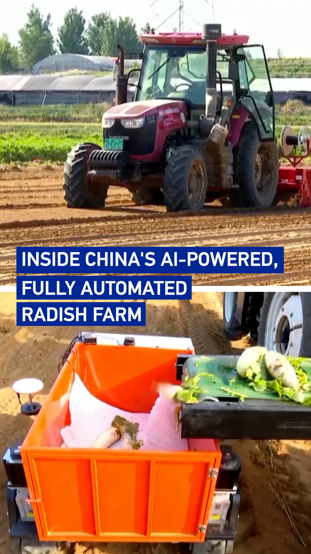 Inside China's AI-powered, fully automated radish farm