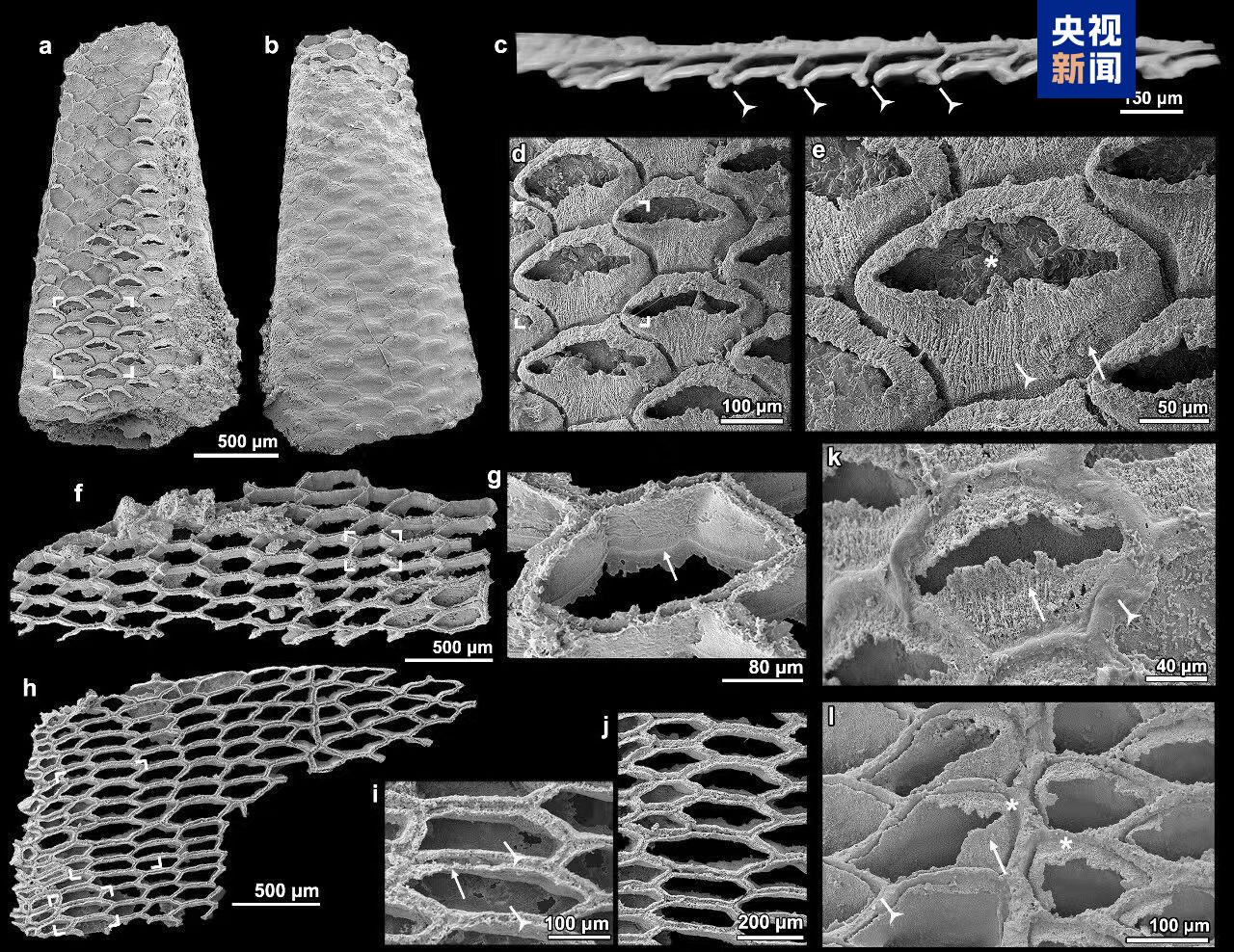 Specimen from the Xiannvdong Formation in which the membranous sacs are preserved. /CMG