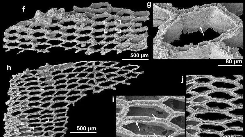 New fossils shed light on bryozoan origins in Early Cambrian