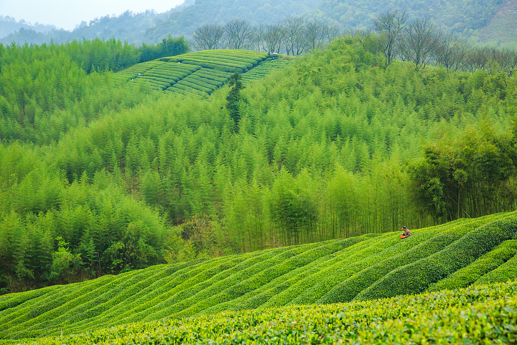 The rolling green tea terraces of Moganshan in Zhejiang Province offer a glimpse into China's expanding ultrarunner frontier. Ultramarathons in the area take runners through lush bamboo forests, vast tea gardens and ancient paths, transforming local landscapes into world-class endurance courses. /VCG