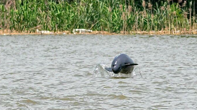 A Yangtze finless porpoise leaps out of the water. /CMG