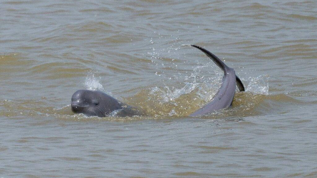 A Yangtze finless porpoise swims in the river. /CMG