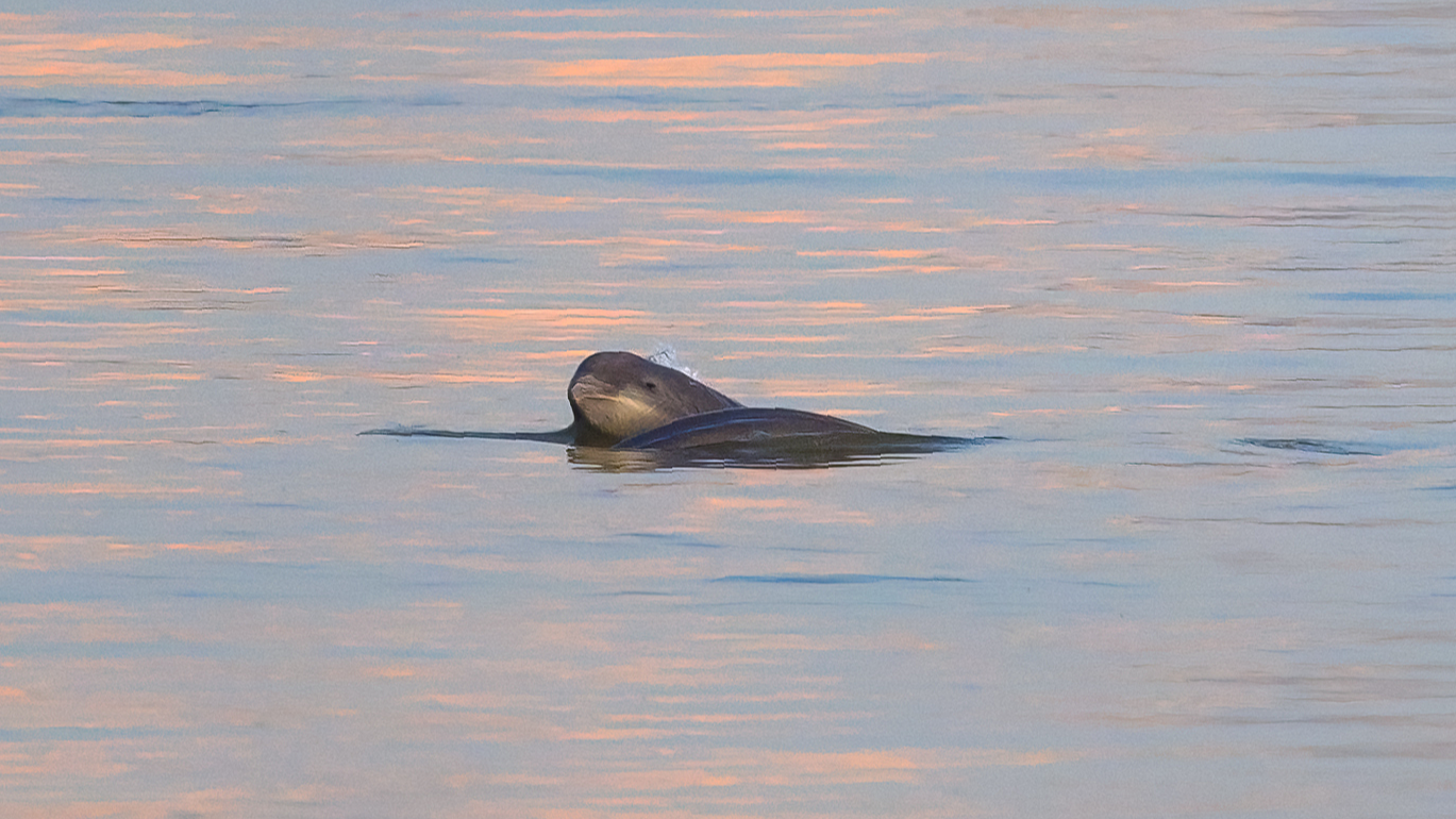 A Yangtze finless porpoise swims in the Yangtze River, Nanjing, east China's Jiangsu Province, April 26, 2026. /VCG