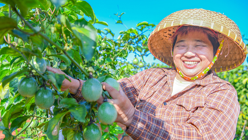 A fruit farmer harvests in Guangyangshang village of Haikou City, south China's Hainan Province, June 2, 2026. /VCG