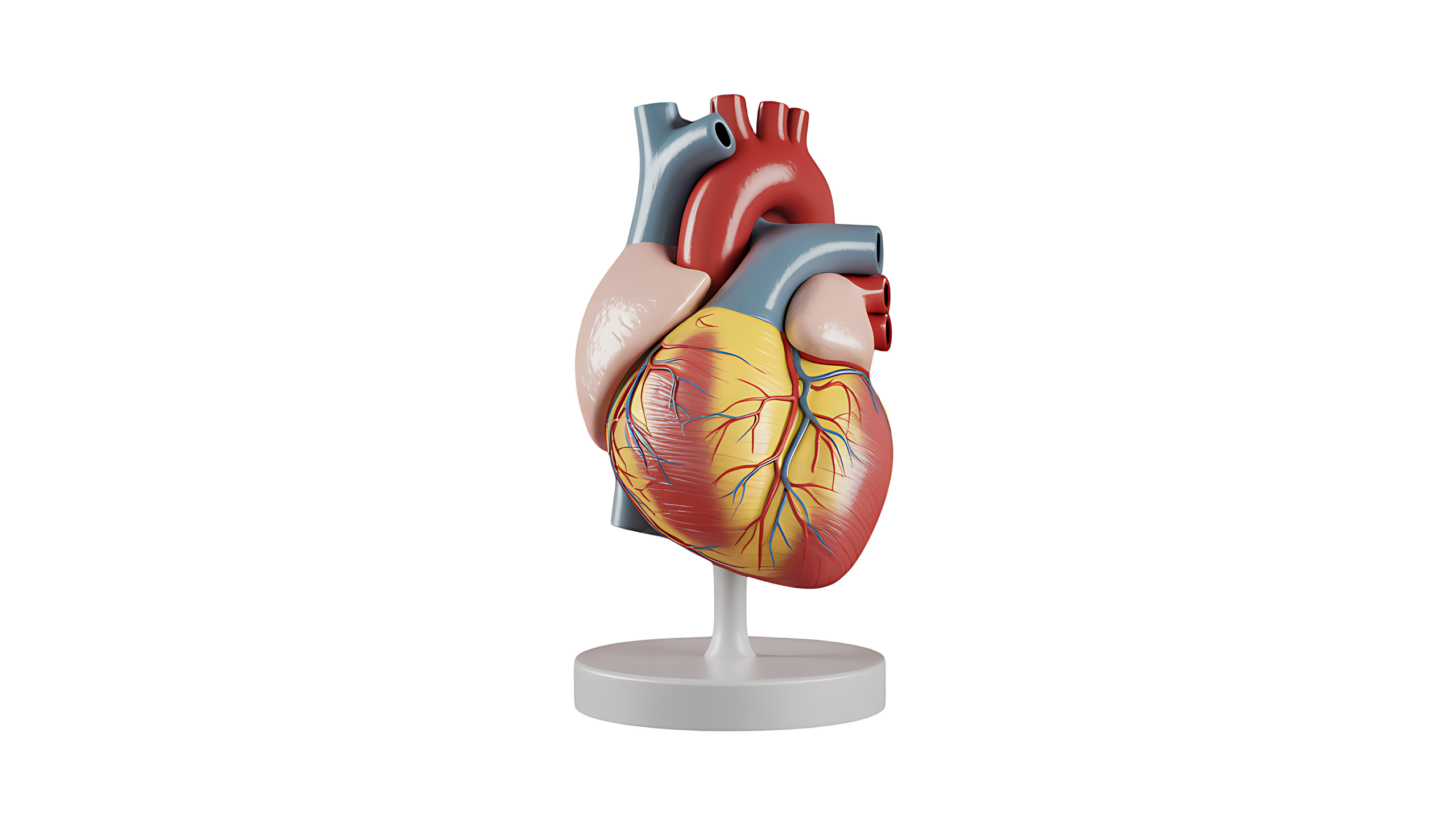 A heart model on display. /ICphoto