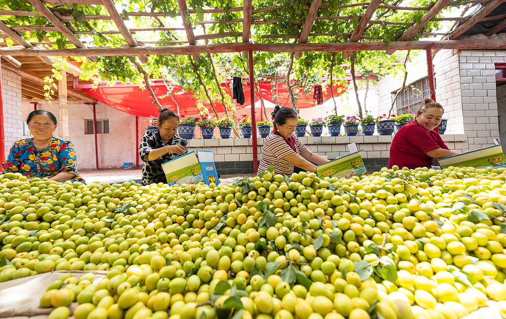 Fruit growers sort apricots in a courtyard in Yaha Township, Kuqa County, northwestern China's Xinjiang Uygur Autonomous Region, June 4, 2026. /CFP