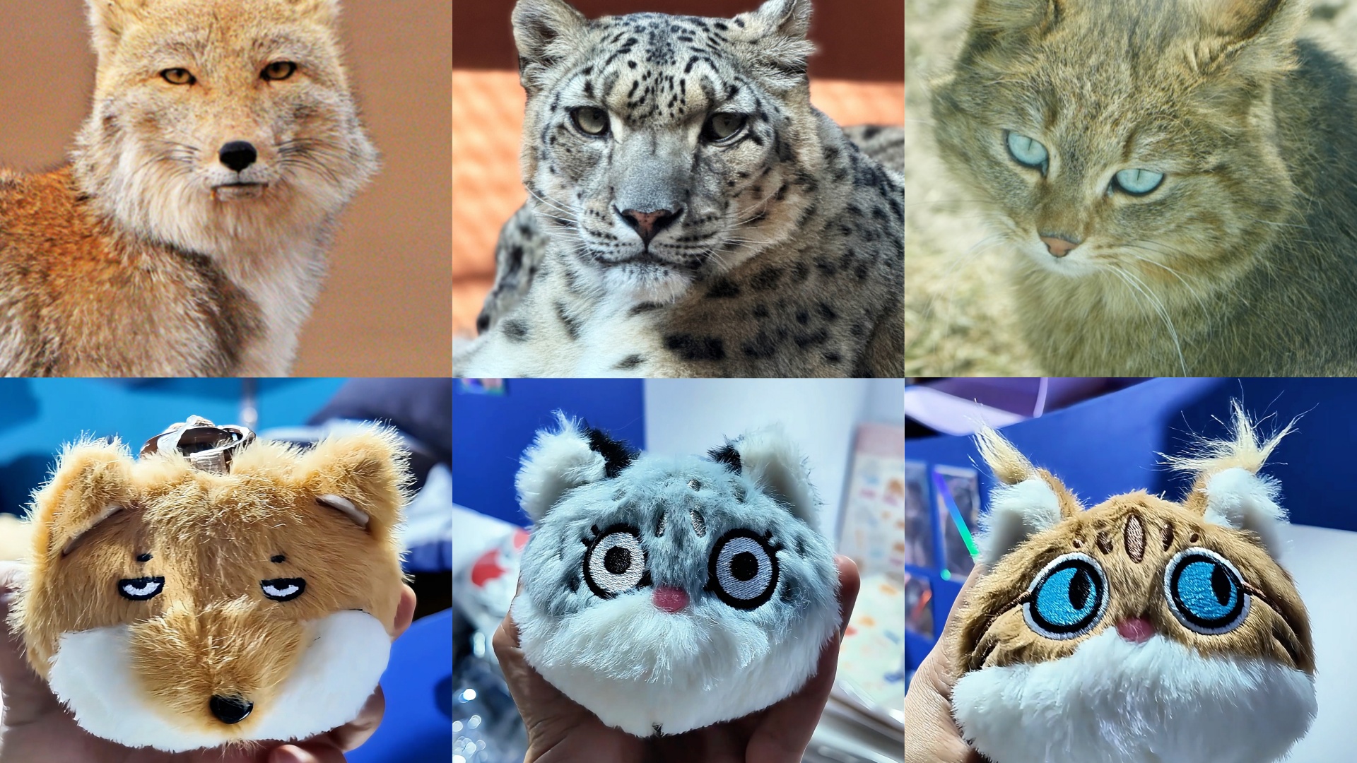 Meet the furry 'ambassadors' of the Qinghai-Xizang plateau