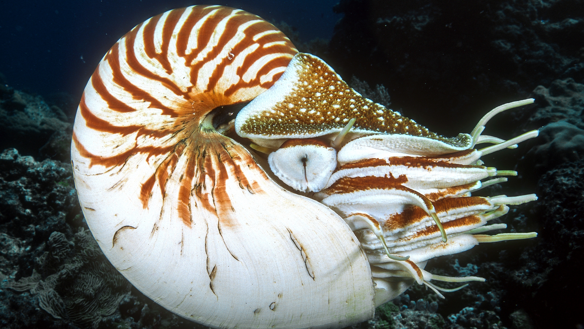 Nautilus: A 