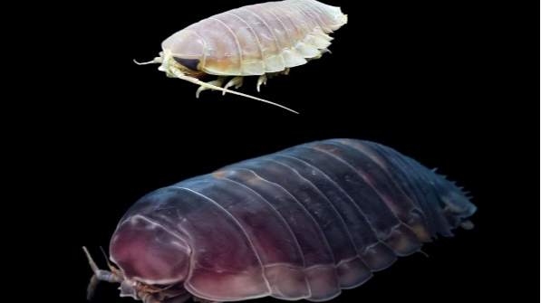 Scientists reveal how deep-sea giant can survive 5 years without food