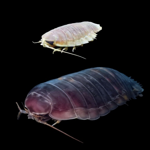 Illustration of the deep-sea isopods. /CMG