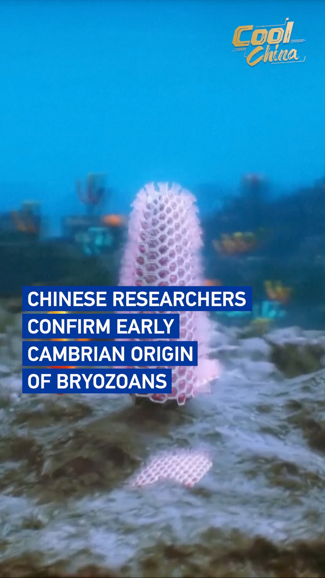Chinese researchers confirm Early Cambrian origin of bryozoans