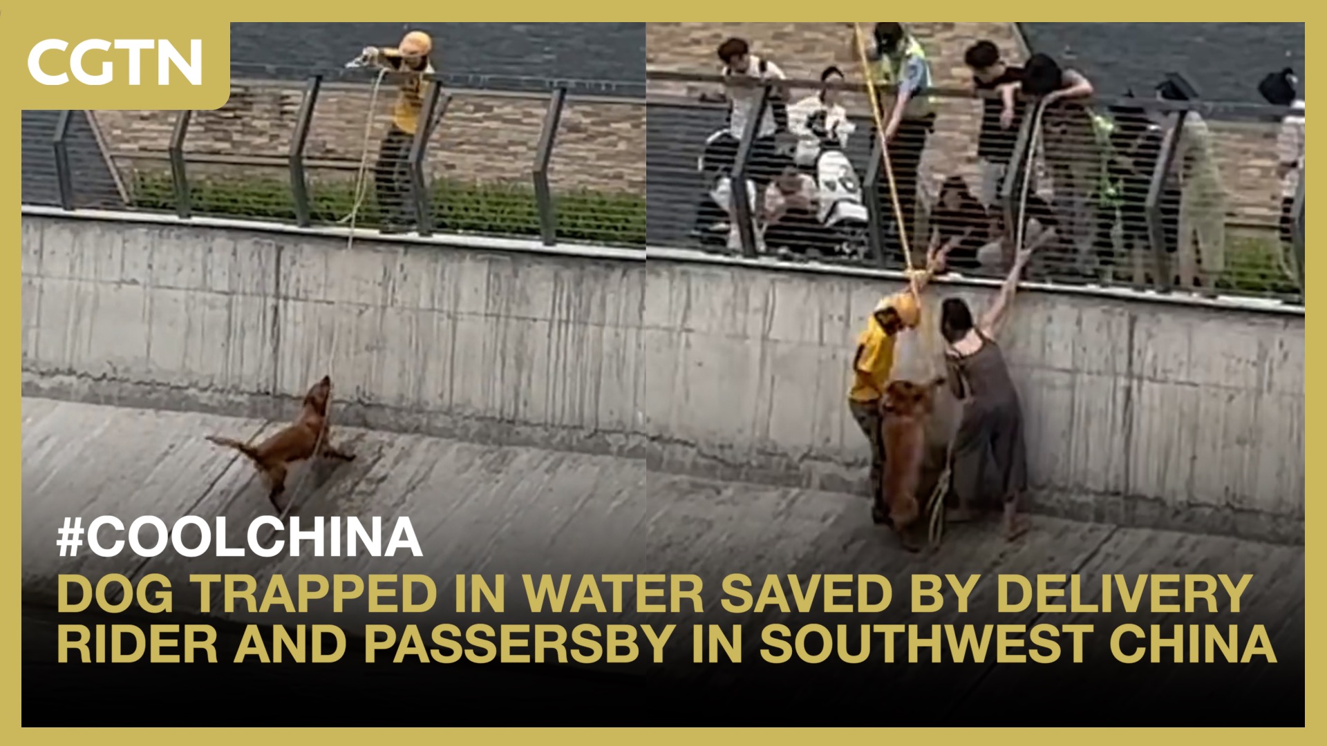 Dog trapped in water saved in southwest China