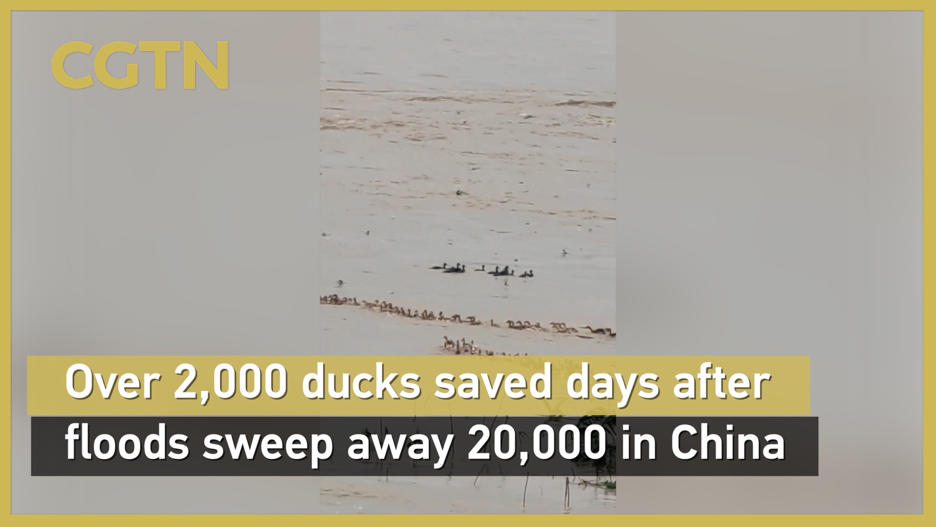 Over 2,000 ducks saved days after floods sweep away 20,000 in China