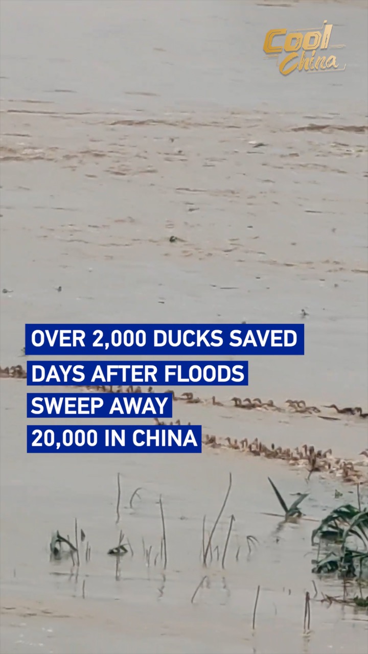 Over 2,000 ducks saved days after floods sweep away 20,000 in China