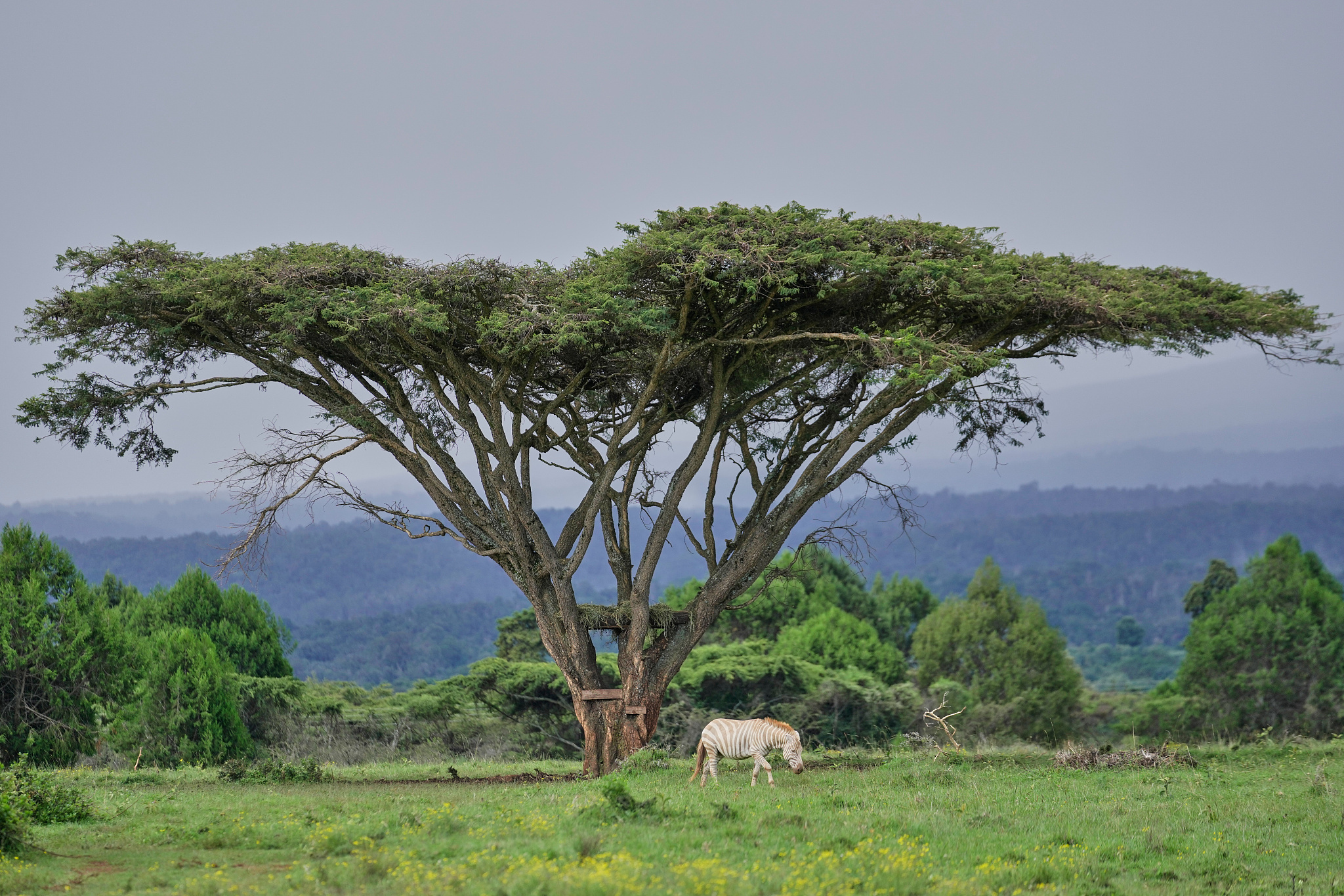 A leucistic zebra walks through the forested landscape of Mount Kenya in Nanyuki, Laikipia County, Kenya, May 8, 2026. /VCG