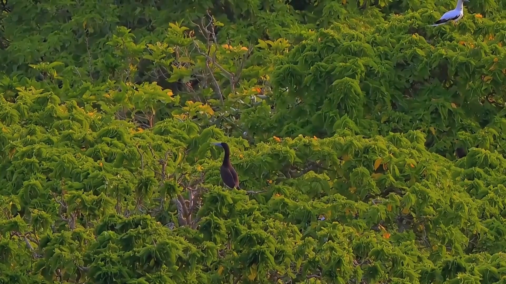 The vegetation on Zhaoshu Island, Sansha City, south China's Hainan Province. /Sansha Satellite TV