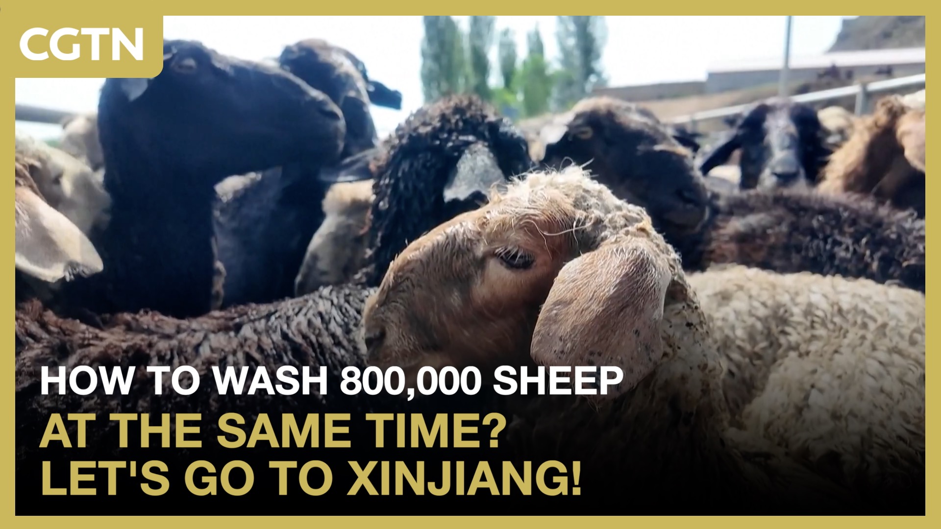 How to wash 800,000 sheep at the same time? Let's go to Xinjiang!