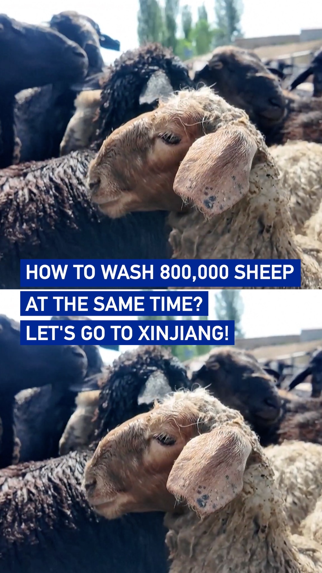 How to wash 800,000 sheep at the same time? Let's go to Xinjiang!