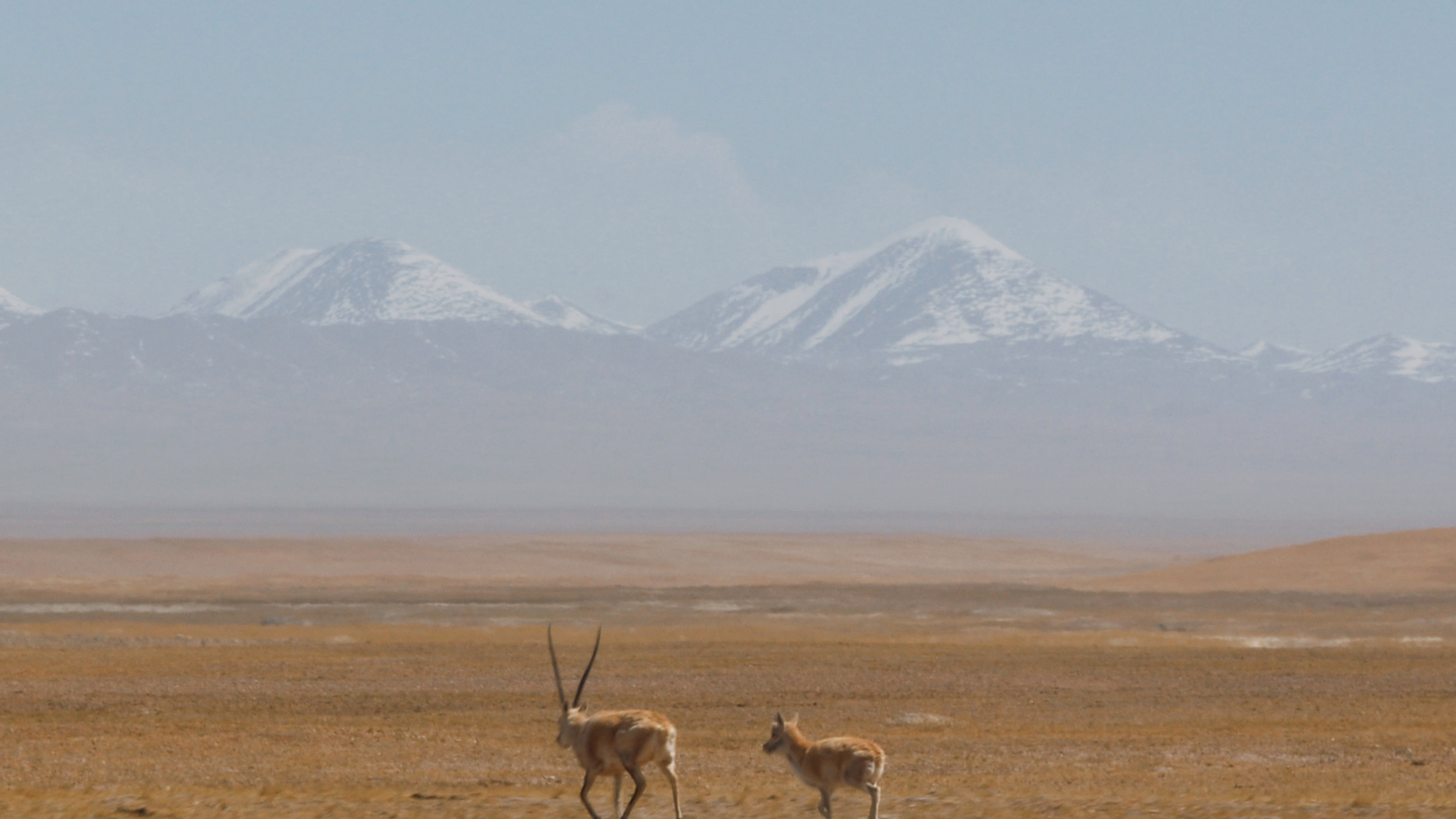 Tibetan antelopes cross the vast Hoh Xil wilderness, Qinghai Province, China, May 21, 2026. Lin Ziqi/CGTN