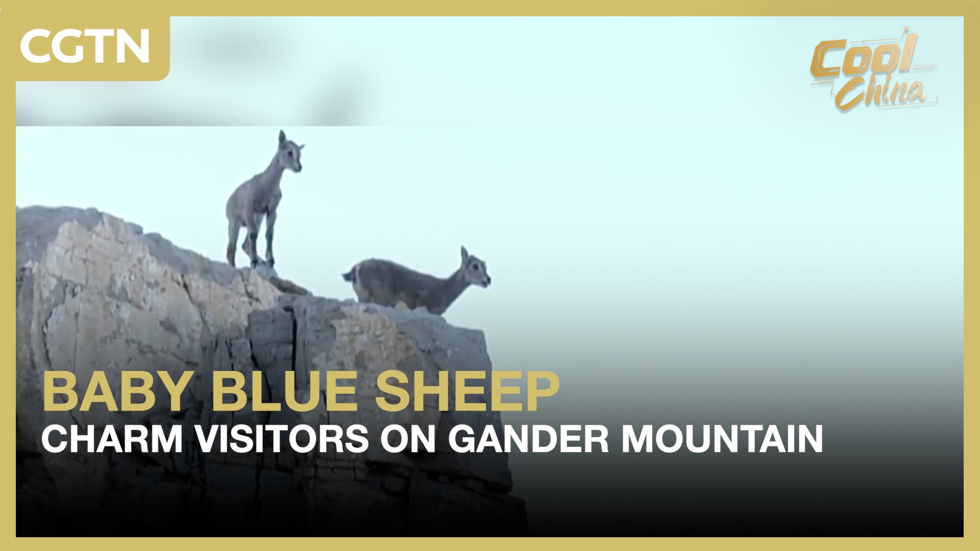 Baby blue sheep charm visitors on Gander Mountain